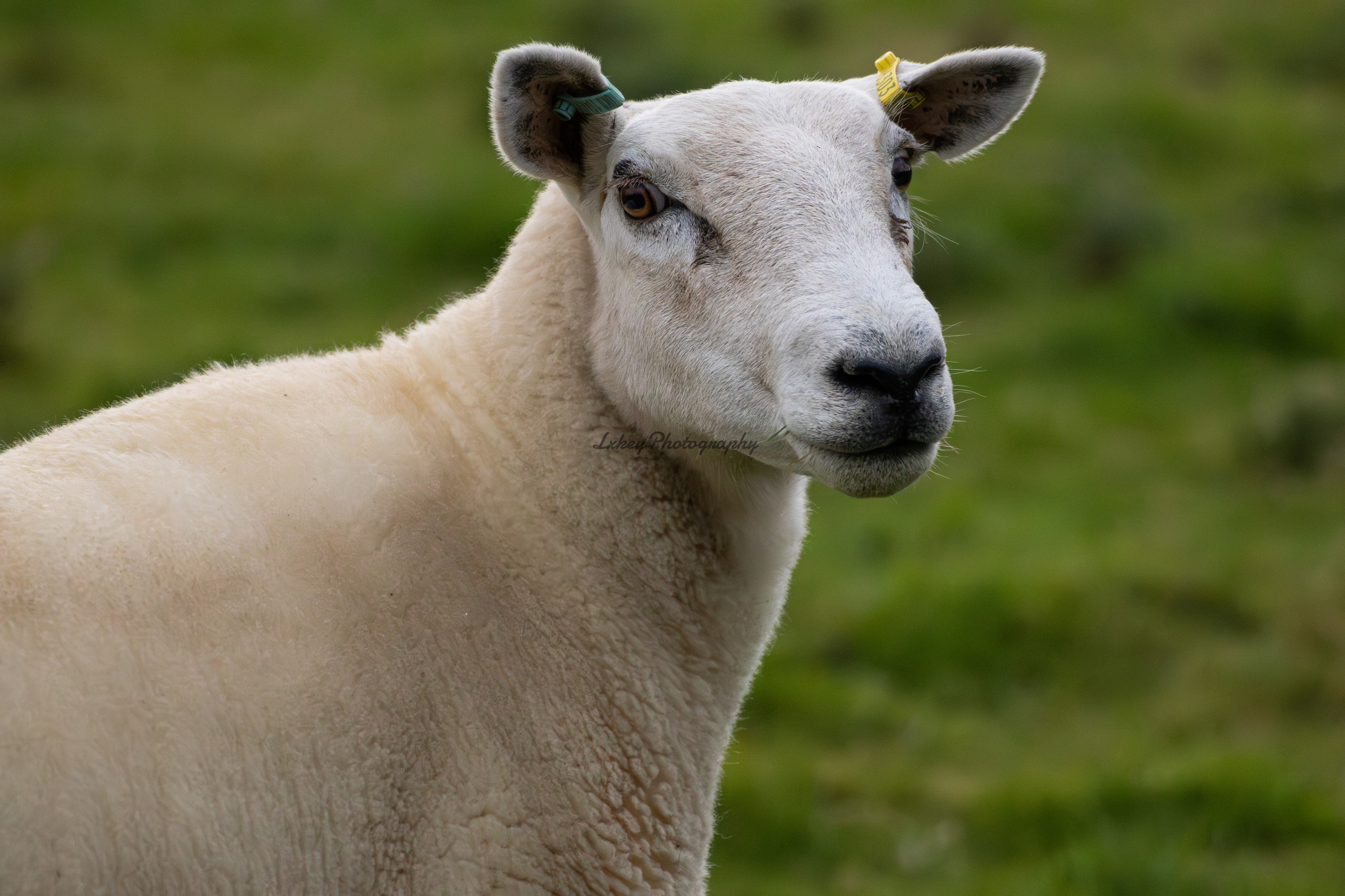 Close portrait of a cream-coloured domestic sheep looking towards the camera against soft green pasture