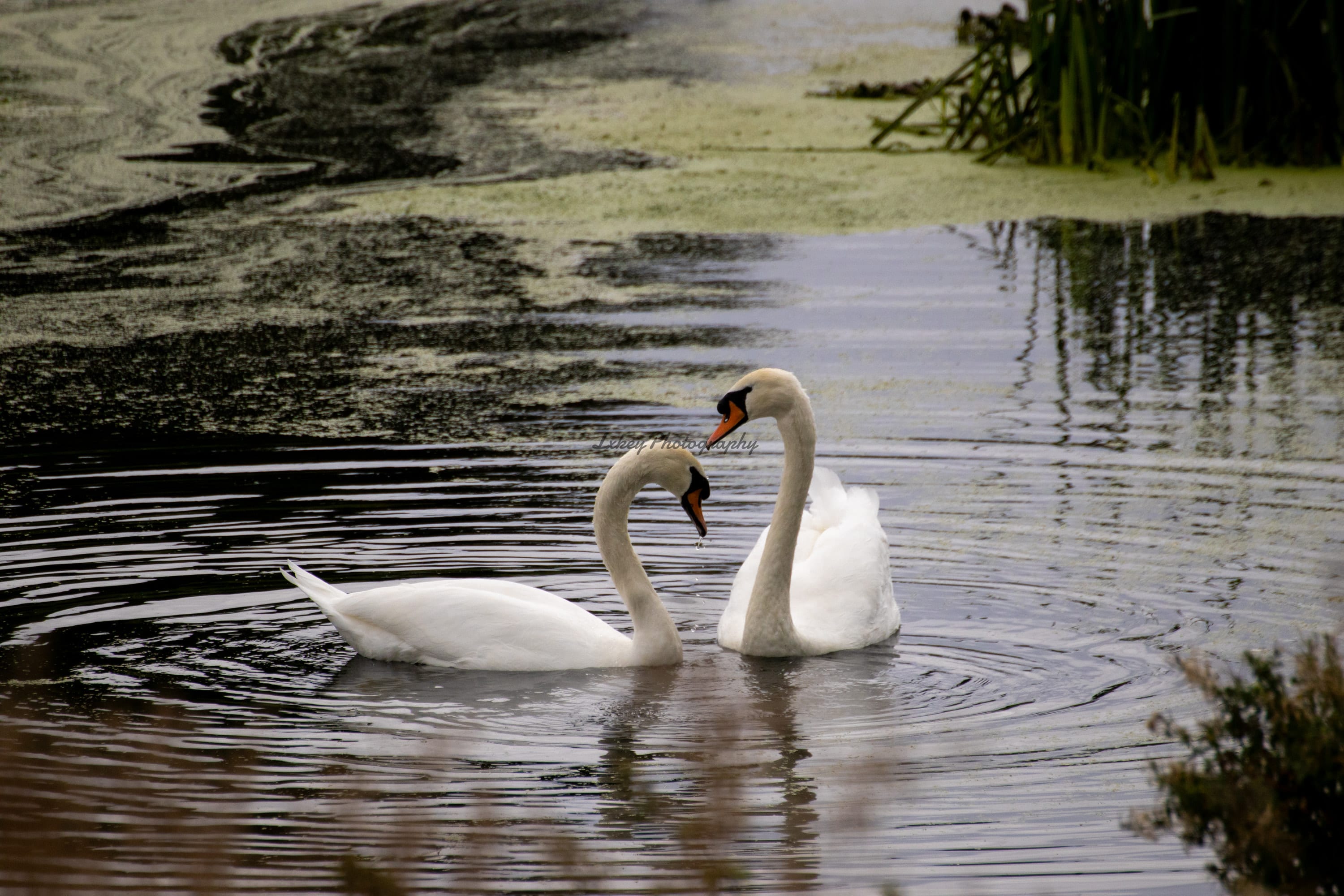 Pair of adult mute swans swimming together across dark rippled water