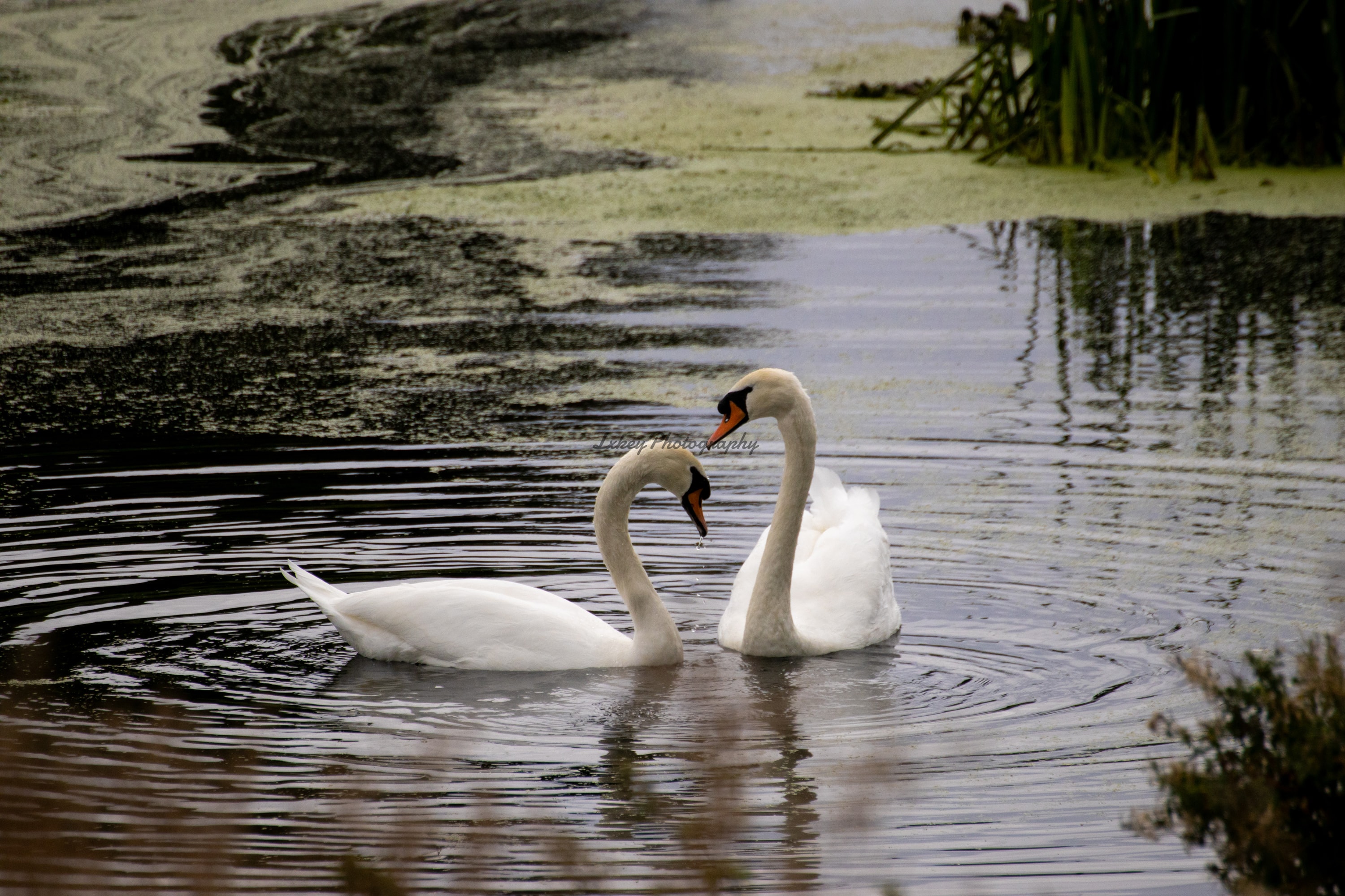 Pair of adult mute swans swimming together across dark rippled water